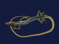 藏品(臺灣地蜥)的圖片